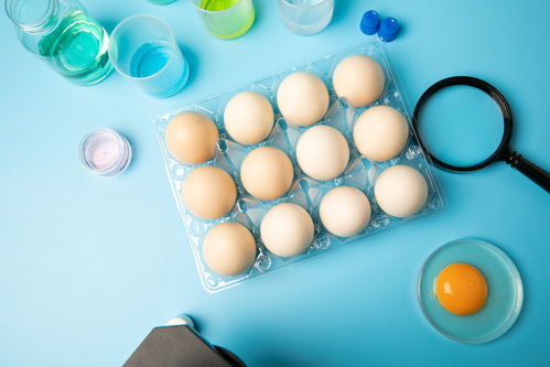 新鮮無(wú)菌蛋食品安全農(nóng)業(yè)科技食品培育攝影圖 插畫(huà) 下載至來(lái)源處